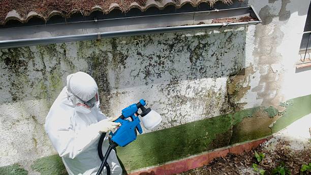 Top rated local Mold Remediation specialists in Blackwood, NJ